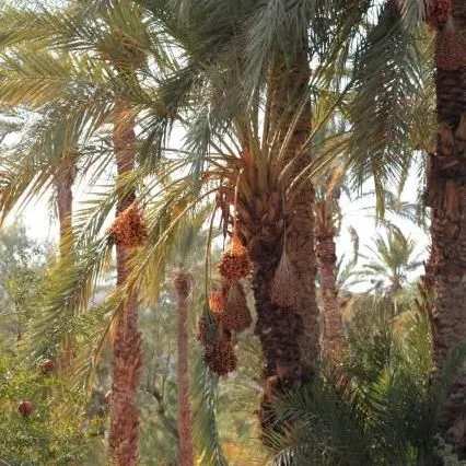thumbnail for publication: Phoenix dactylifera, Date Palm